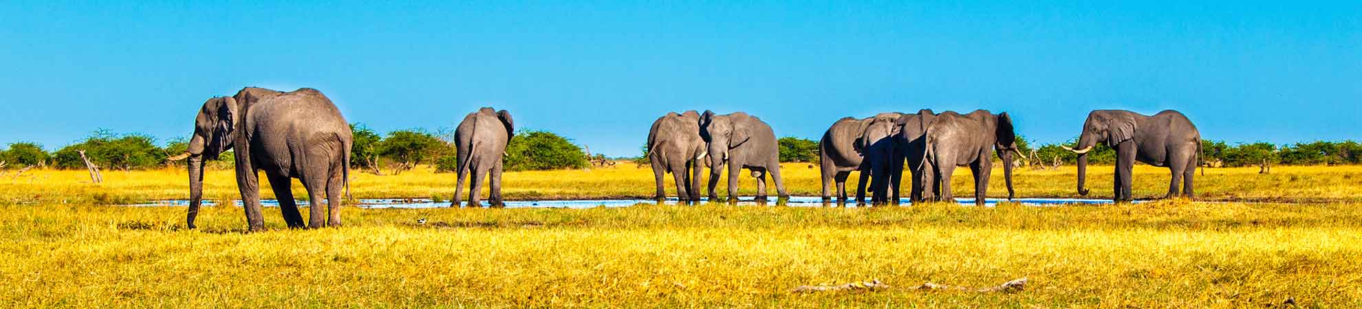 Elephant Sanctuary