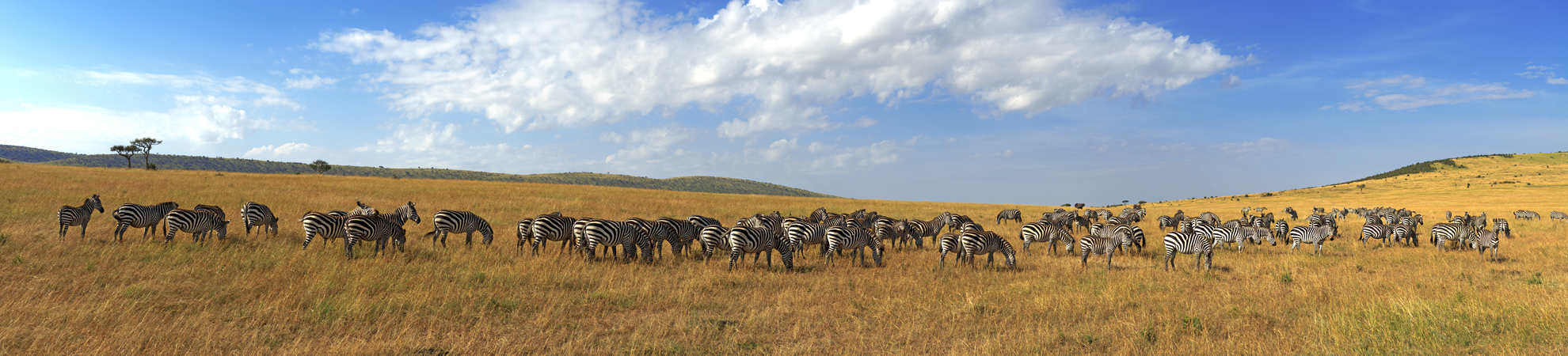 Safari Afrique du Sud