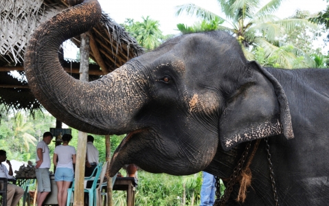activity Balade à dos d’éléphant