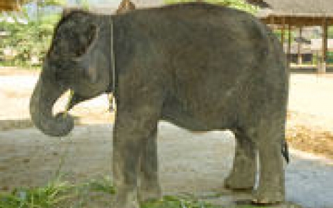 activity Visite d'un camp d'éléphants