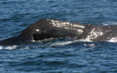 activity Observation des baleines