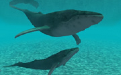 activity Rencontre avec les dauphins et les baleines