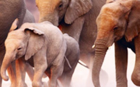 activity A dos d'éléphant (Afrique Australe)