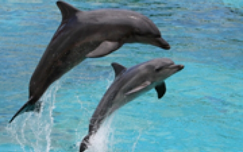 activity Une croisière avec les dauphins et l’excursion à Sandwich Harbour en 4x4