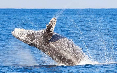 activity Observation de baleines (juillet à octobre)