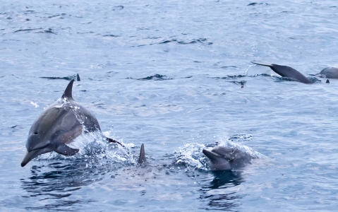 activity Observation des cétacés et des dauphins à long bec