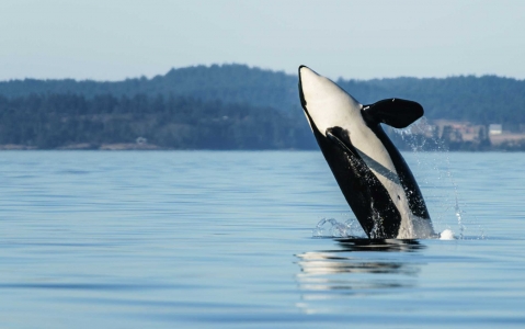 activity Observation des baleines en zodiac à Pleasant Bay