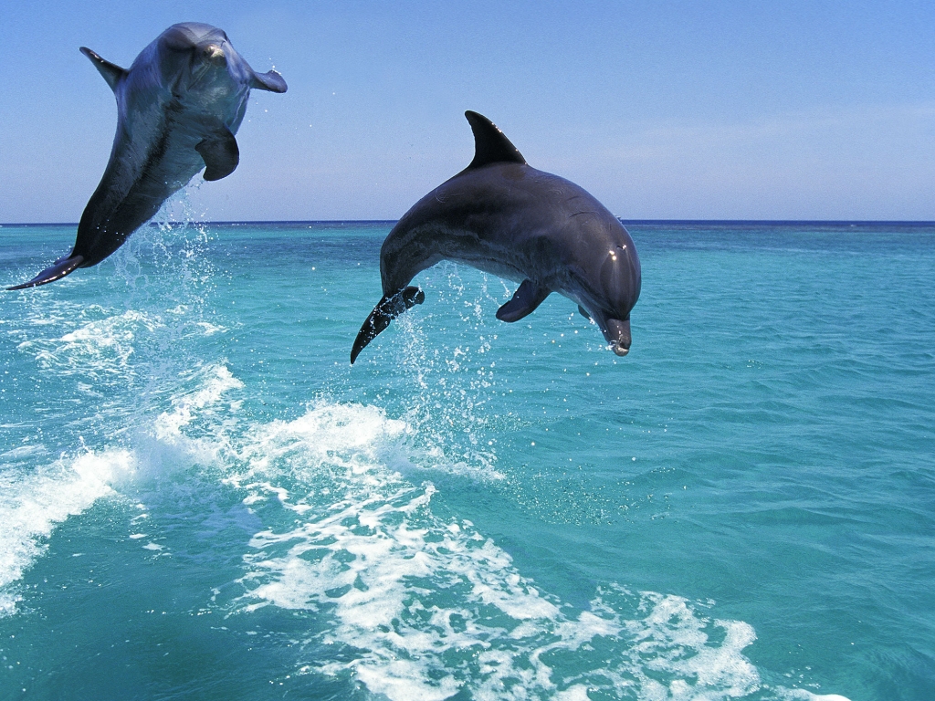 Excursion en bateau pour observer les dauphins 