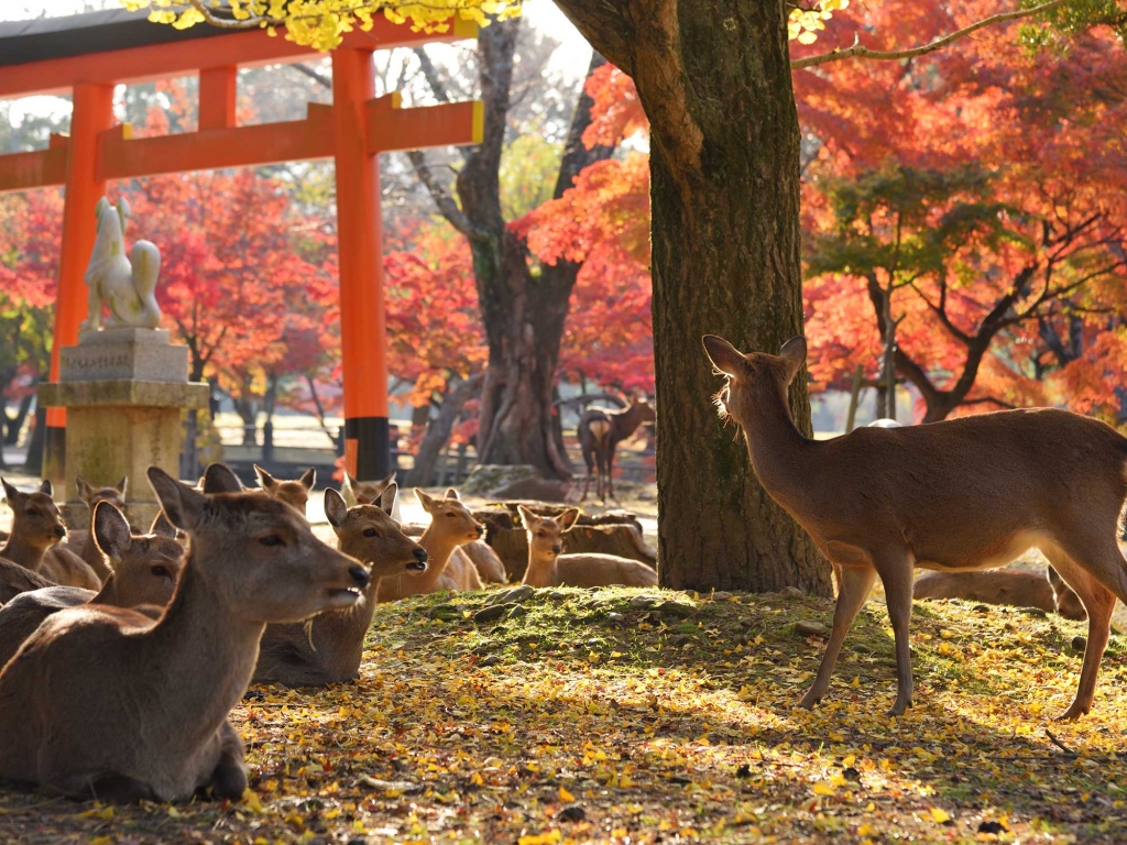 Nara, ses temples et ses daims en liberté
