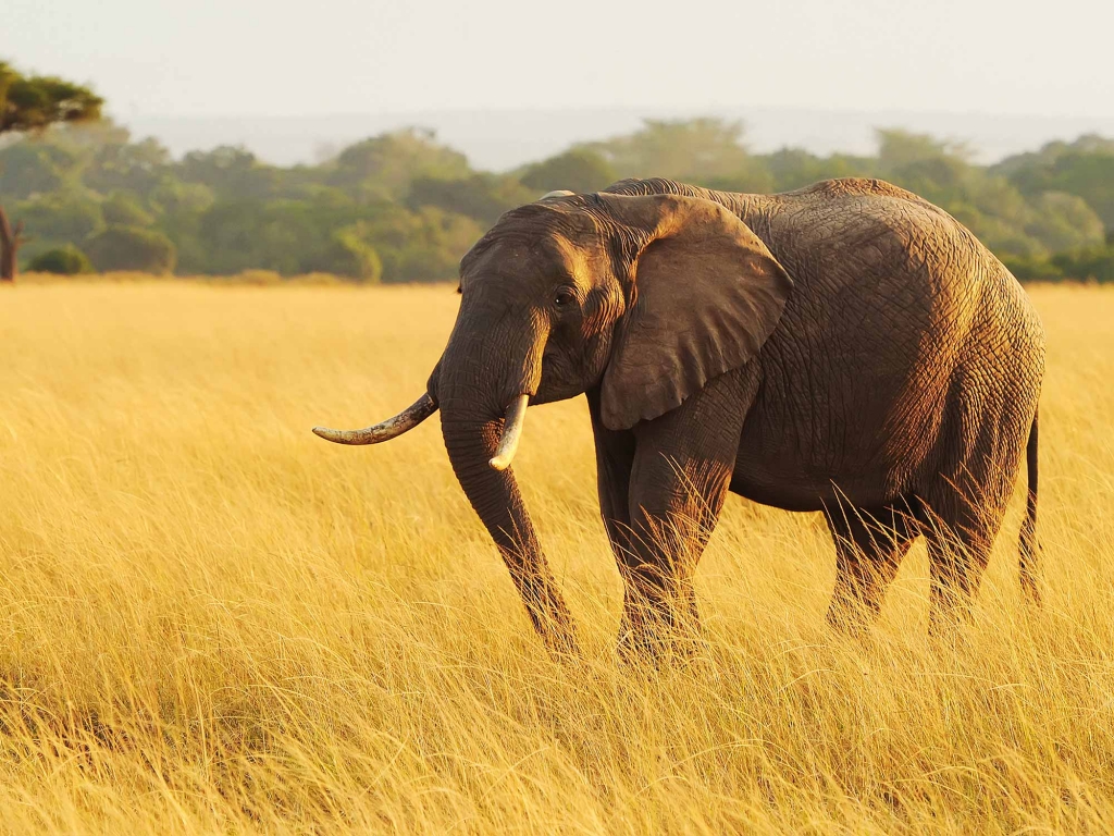 Amboseli, le paradis des éléphants !