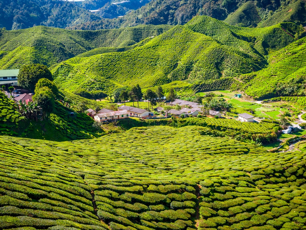 Au cœur des plantations de thé
