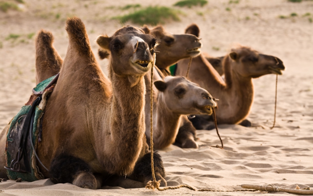 Balade à dos de chameaux dans les dunes et monastère de Ovgon