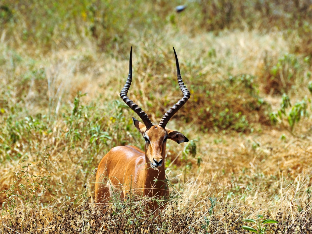 La réserve de Samburu, terre d’abondance et les sources de Buffalo Springs