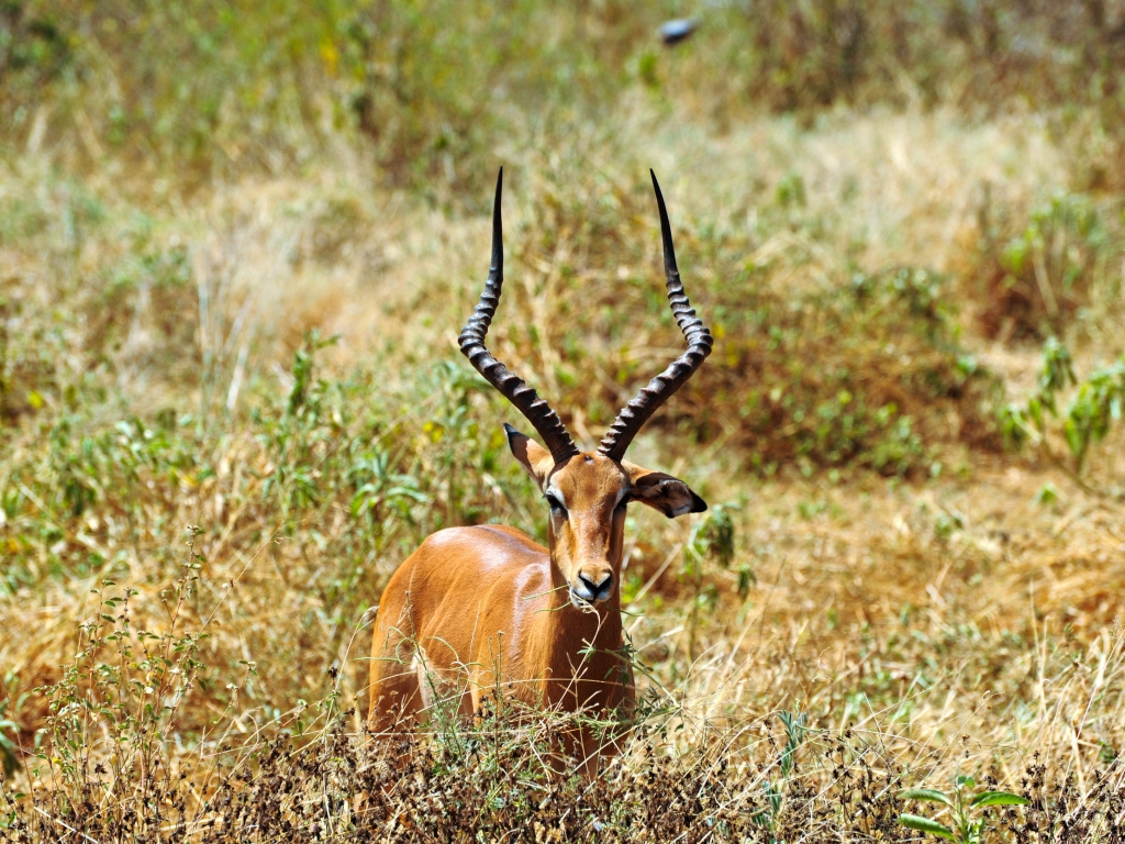 La réserve de Samburu, terre d’abondance