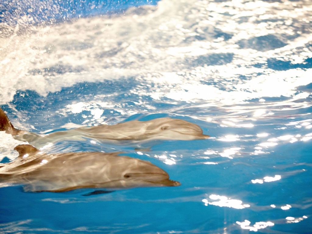Dauphins ou requins ?