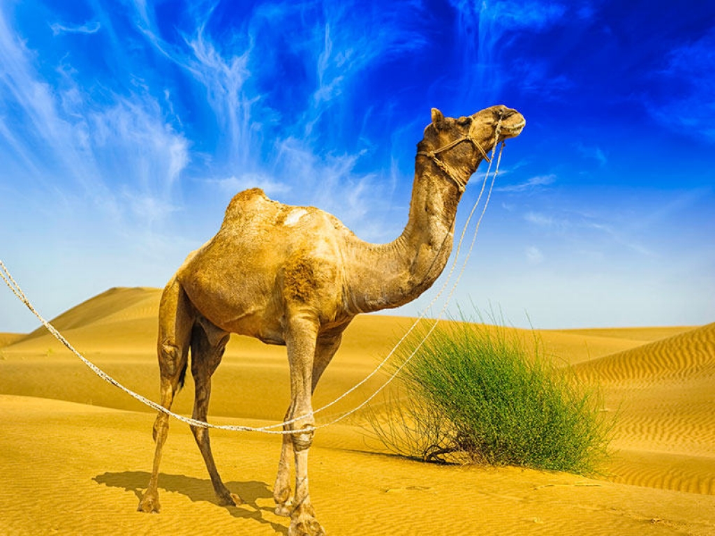 Marché aux chameaux et jardin archéologique