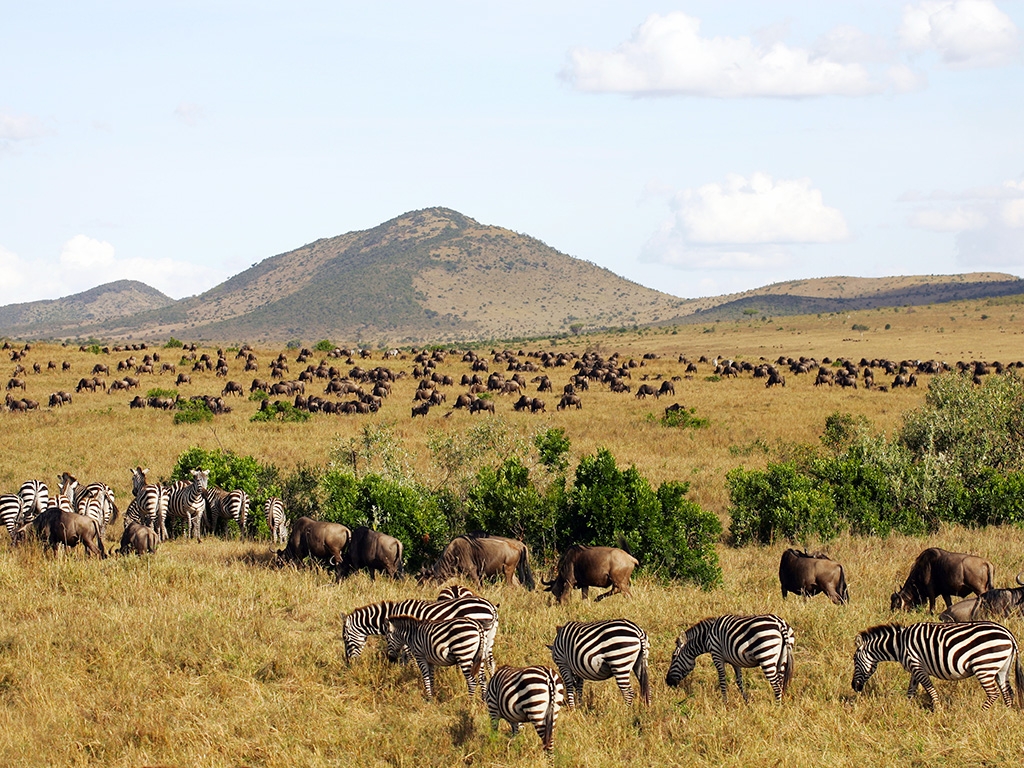 Safari dans le légendaire Masai Mara