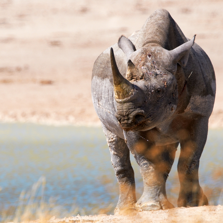 Sur les traces des rhinocéros noirs