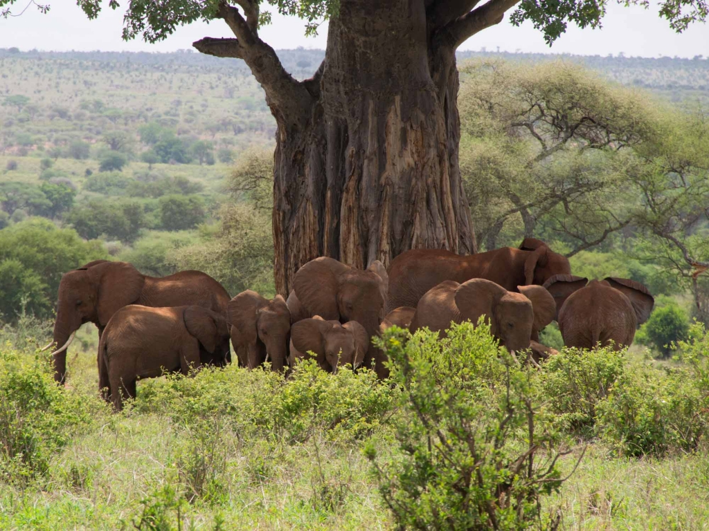 Baobab et éléphants : le parc du Tarangire