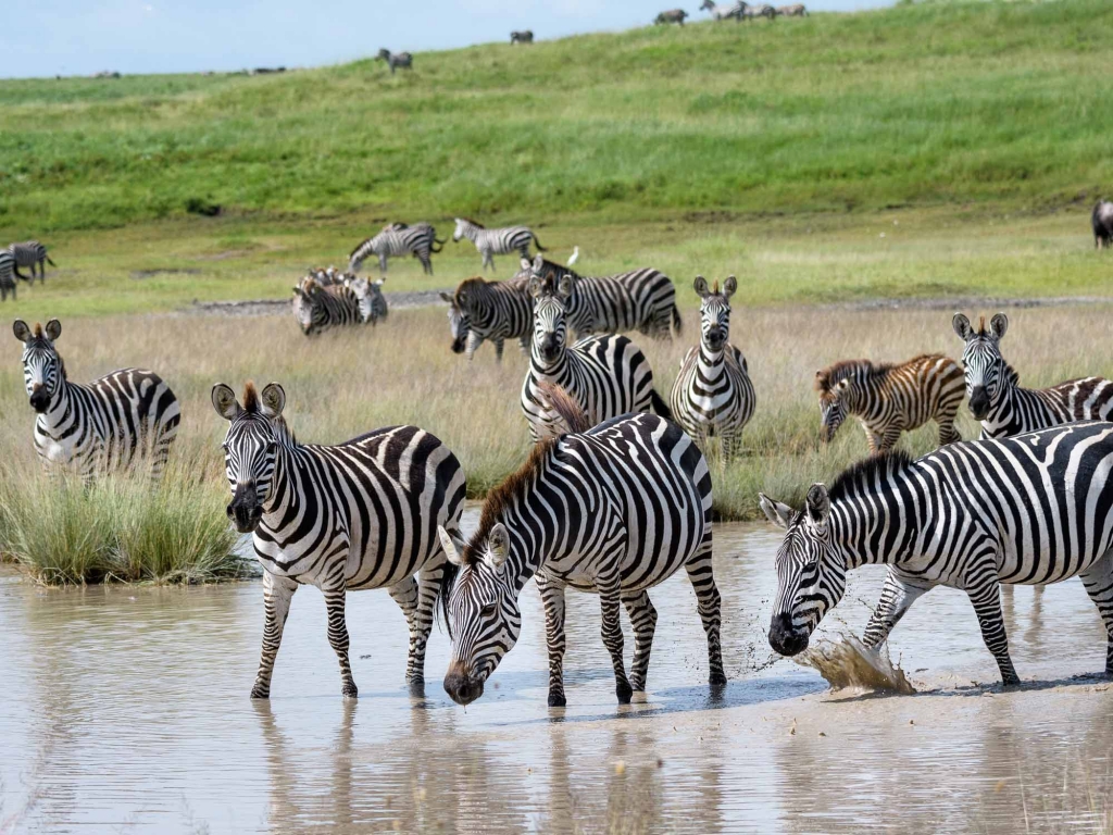 Plaines infinies du Serengeti
