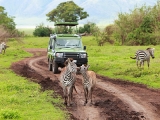 Réaliser un safari