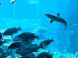 Aquarium Sydney
