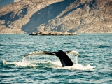 baleine quebec