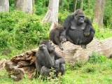 Extension - Bonjour Gorilles du Rwanda !