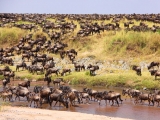 Combiné - Kenya, Tanzanie - Safaris légendaires