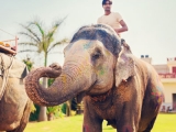Éléphant - circuit Rajasthan, Inde 