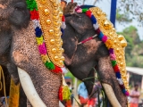 la Marche des Éléphants: voyage Kerala