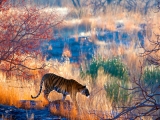 Tigre - circuit Rajasthan, Inde 