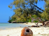 Noix de coco: partir en Nouvelle Caledonie