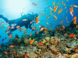 plongée sous-marine: séjour Noumea