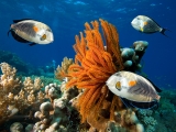 Extension : Fidji, paradis corallien
