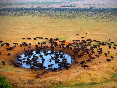 Safari au Parc Kruger