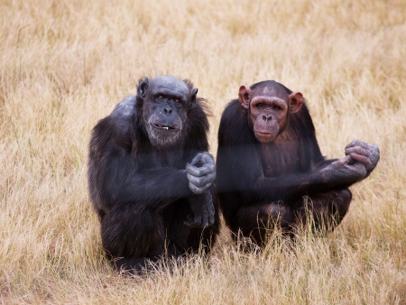 Chimpanzés et jacarandas en fleur