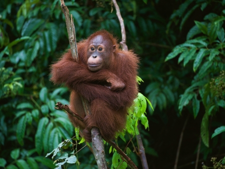 A la recherche des orangs-outans