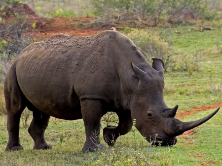 Le safari continue au cœur du Pilanesberg
