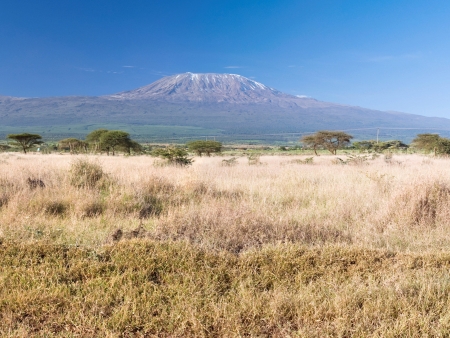 Troupeaux paissant devant le Kilimandjaro…