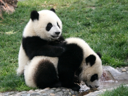 Rencontre avec les pandas géants