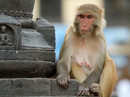 Visite de Durbar Square et du « temple des singes »