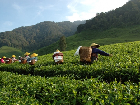 Mont Lawu, lac de Sarangan et plantations de thé