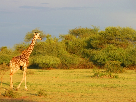 Arrivée au Kenya et  découverte  des paysages splendides de Laikipia