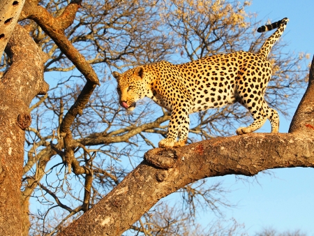 Découverte du mythique parc Serengeti