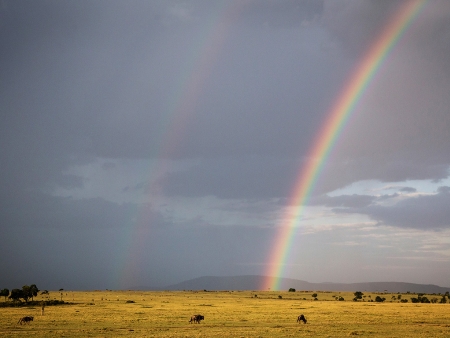 Poursuite de votre découverte du Masai Mara