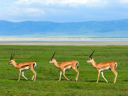 Immersion dans le merveilleux cratère Ngorongoro