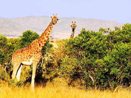 Sur la piste du légendaire Masai Mara
