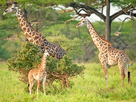 Au cœur de l’immensité du Serengeti