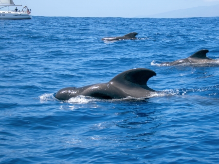 A la découverte des baleines et des dauphins 
